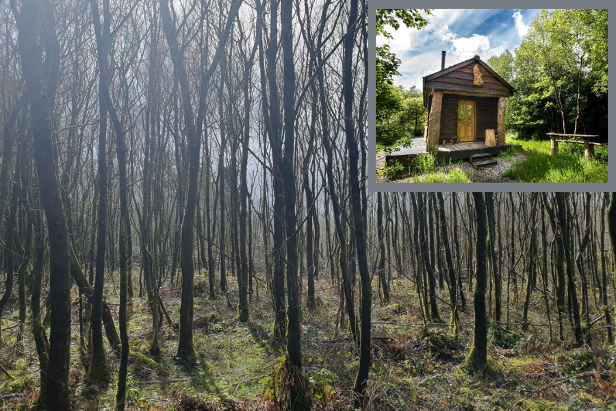 Bulworthy Project and Forest