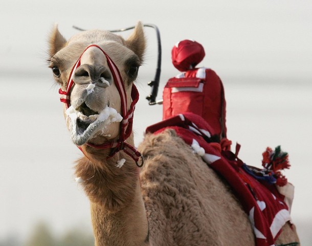 camelrobot